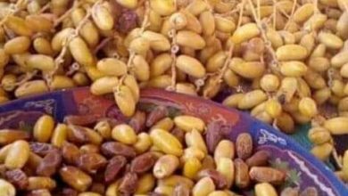 صورة أسعار البلح في سوق كيفه