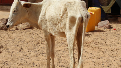 صورة كيفه اليوم ( 01 / 07 / 2020 )