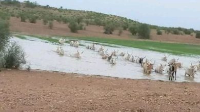 صورة نهاية الصيف