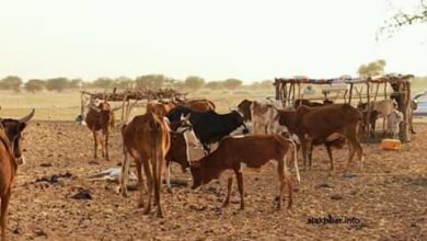 صورة لهذه الأسباب العمد يسابقون الزمن للتخلص من الأعلاف