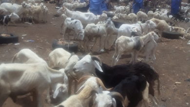 صورة كيفه / أسعار الغنم تشتهد ارتفاعا إستثنائيا اليوم ( 17 / 07 / 2021)