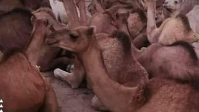 صورة أسرة المصطفى ولد الإمام الشافعي توزع 60 رأسا من الإبل على الفقراء