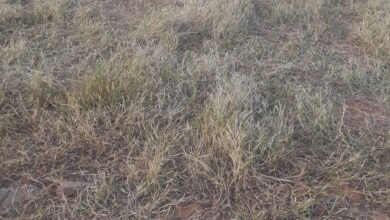 صورة كيفه : تفاصيل الحريق الذي نشب قرب تناها على الحدود مع دولة مالي