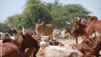 صورة مجلس الوزراء : المصادقة على مشروع هام لإنتاج علف الحيوان