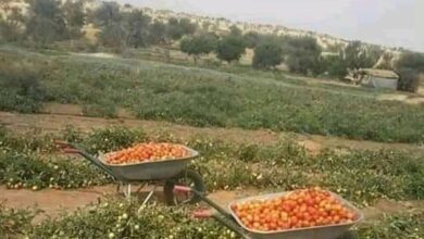 صورة فرنسا تدعم قطاع الزراعة في بلادنا ب 9 مليون أورو