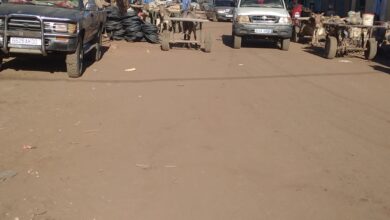 صورة كيفه / ارتفاع أسعار الحيوانات ينعكس ايجابا على دخل المواطنين في المقاطعة