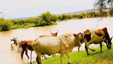 صورة وزيرالمالية : صندوق ترقية التنمية الحيوانية سيمكن من اعادة الاعتبار للقطاع