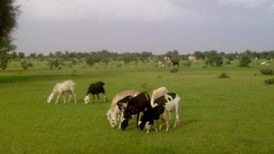 صورة تزايد حالات الإصابة بحمى الوادي المتصدع بين المواشي في عدة ولايات 