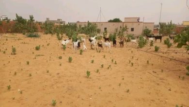 صورة الشرطة بولاية نواكشوط الشمالية تلقي القبض على عصابة تمتهن سرقة المواشي