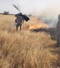 صورة كيفه/ حريق” أذراع” إلتهم 4 كلم من المراعي وتمت السيطرة عليه على حدود بلدية كورجل