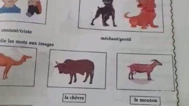 صورة قطاع الإنتاج بالمعهد التربوي يرد على الفيديو المتداول 