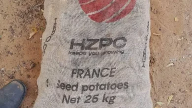 صورة تحذيرات حكومية من إستعمال البطاطس الموجهة للزراعة 
