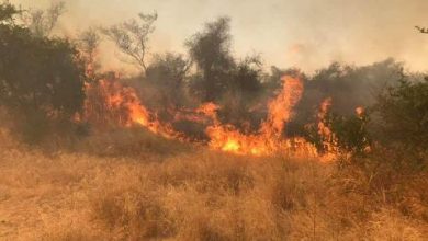 صورة كيفه /  حريق ضخم للمراعي ببلدية كورجل والأهالي يكافحون للسيطرة عليه