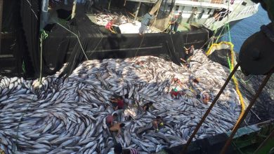 صورة حجم صادرات موريتانيا من الأسماك تجاوز  759 مليون دولار 