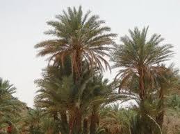 صورة كيفه/ هل يكشف مهرجان التمور واقع المدينة المزري وفشل قطاع الزراعة ؟