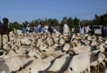 صورة وزير  سابق  : قطاع التنمية الحيوانية وصل دخله في يوم واحد إلى 9 مليار أوقية