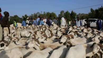 صورة وزير سابق : قطاع التنمية الحيوانية وصل دخله في يوم واحد إلى 9 مليار أوقية