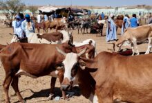 صورة المشروع الجهوي لدعم النظام الرعوي في الساحل PRAPES-2. إنجازات ملموسة من ضمنها 18 سوقاً للماشية 