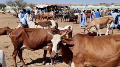صورة المشروع الجهوي لدعم النظام الرعوي في الساحل PRAPES-2. إنجازات ملموسة من ضمنها 18 سوقاً للماشية 