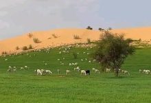 صورة توقعات بموجة جديدة من الأمطار على ولاية لعصابه ابتداءً من مساء اليوم الثلاثاء 22 سبتمبر
