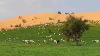 صورة توقعات بموجة جديدة من الأمطار على ولاية لعصابه ابتداءً من مساء اليوم الثلاثاء 22 سبتمبر